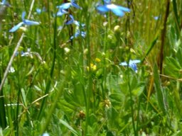 Lobelia neglecta